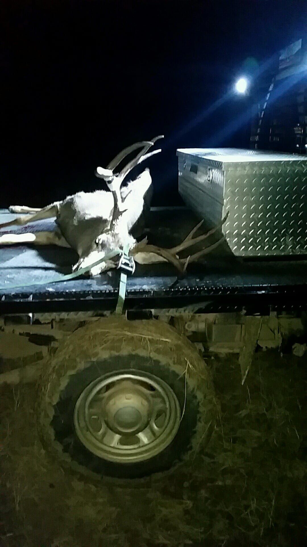 Hunting trophy